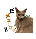 ロシアンブルーねこ さくら ダジャレ NO.2（個別スタンプ：9）