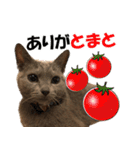 ロシアンブルーねこ さくら ダジャレ NO.2（個別スタンプ：10）