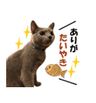 ロシアンブルーねこ さくら ダジャレ NO.2（個別スタンプ：11）