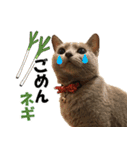 ロシアンブルーねこ さくら ダジャレ NO.2（個別スタンプ：13）