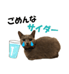 ロシアンブルーねこ さくら ダジャレ NO.2（個別スタンプ：14）
