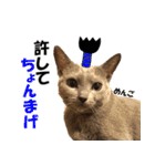 ロシアンブルーねこ さくら ダジャレ NO.2（個別スタンプ：16）