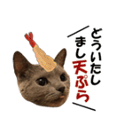 ロシアンブルーねこ さくら ダジャレ NO.2（個別スタンプ：17）
