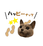 ロシアンブルーねこ さくら ダジャレ NO.2（個別スタンプ：18）