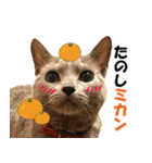 ロシアンブルーねこ さくら ダジャレ NO.2（個別スタンプ：19）