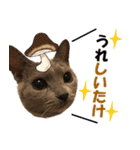 ロシアンブルーねこ さくら ダジャレ NO.2（個別スタンプ：22）