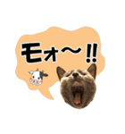 ロシアンブルーねこ さくら ダジャレ NO.2（個別スタンプ：25）