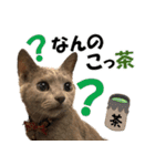 ロシアンブルーねこ さくら ダジャレ NO.2（個別スタンプ：26）
