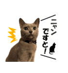 ロシアンブルーねこ さくら ダジャレ NO.2（個別スタンプ：27）