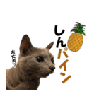 ロシアンブルーねこ さくら ダジャレ NO.2（個別スタンプ：29）