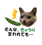 ロシアンブルーねこ さくら ダジャレ NO.2（個別スタンプ：30）