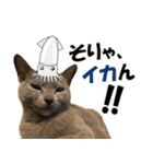 ロシアンブルーねこ さくら ダジャレ NO.2（個別スタンプ：31）