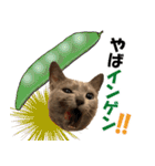 ロシアンブルーねこ さくら ダジャレ NO.2（個別スタンプ：32）