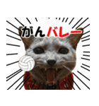 ロシアンブルーねこ さくら ダジャレ NO.2（個別スタンプ：33）