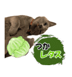 ロシアンブルーねこ さくら ダジャレ NO.2（個別スタンプ：34）
