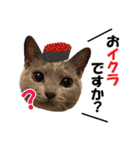 ロシアンブルーねこ さくら ダジャレ NO.2（個別スタンプ：36）
