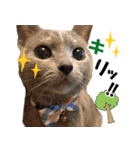 ロシアンブルーねこ さくら ダジャレ NO.2（個別スタンプ：38）
