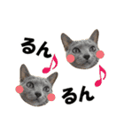 ロシアンブルーねこ さくら ダジャレ NO.2（個別スタンプ：39）