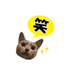 ロシアンブルーねこ さくら ダジャレ NO.2（個別スタンプ：40）