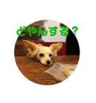 愛犬のこゆずちゃん（個別スタンプ：5）