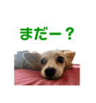 愛犬のこゆずちゃん（個別スタンプ：8）