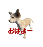 愛犬のこゆずちゃん（個別スタンプ：19）