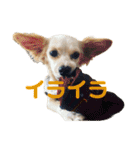 愛犬のこゆずちゃん（個別スタンプ：28）