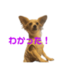 愛犬のこゆずちゃん（個別スタンプ：31）