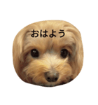 もこのしん（個別スタンプ：1）