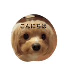 もこのしん（個別スタンプ：2）