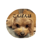 もこのしん（個別スタンプ：3）