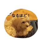 もこのしん（個別スタンプ：6）