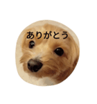 もこのしん（個別スタンプ：9）