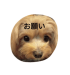 もこのしん（個別スタンプ：11）