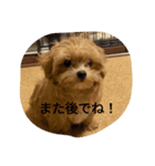 もこのしん（個別スタンプ：16）