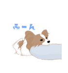 毎日使えるパピヨン犬スタンプ3（個別スタンプ：24）