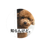 キヨッタ福丸さん（個別スタンプ：7）