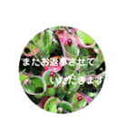 seasons of joy（個別スタンプ：9）