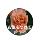 seasons of joy（個別スタンプ：17）