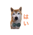 コロちゃんスタンプ☆★（個別スタンプ：4）