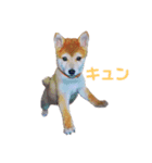 コロちゃんスタンプ☆★（個別スタンプ：5）