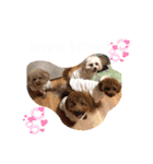 4わんずのほのぼのスタンプ（個別スタンプ：3）