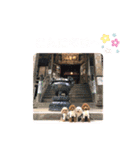 4わんずのほのぼのスタンプ（個別スタンプ：4）