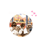 4わんずのほのぼのスタンプ（個別スタンプ：7）