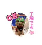 4わんずのほのぼのスタンプ（個別スタンプ：8）