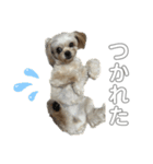 もちことこむぎ（個別スタンプ：6）