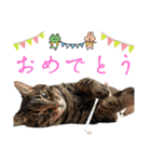 たっちゃん毎日スタンプ（個別スタンプ：21）
