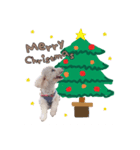 あずきちゃん❤︎❤︎お正月＆クリスマス（個別スタンプ：6）