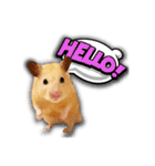 Ham Pacino（ハムパチーノ）（個別スタンプ：1）