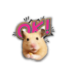 Ham Pacino（ハムパチーノ）（個別スタンプ：3）